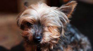 home-heroes-alfie-1032301