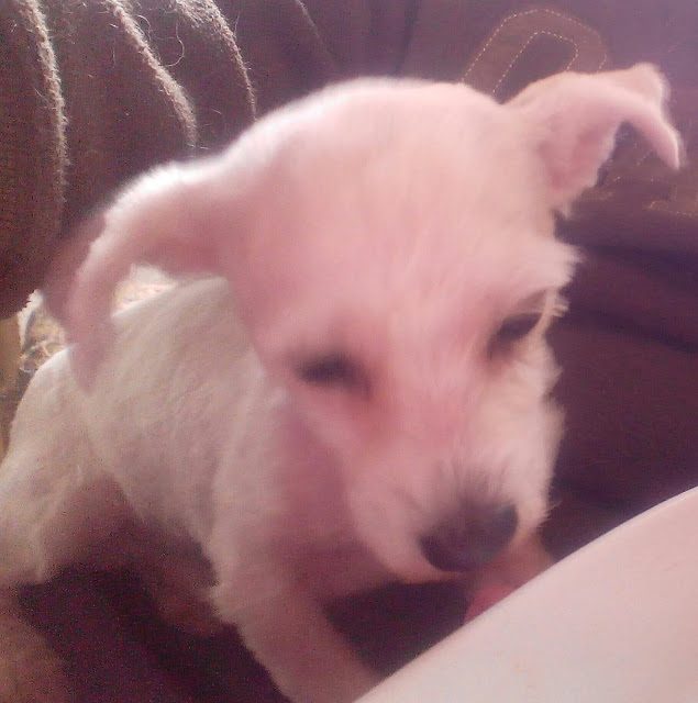 img_20170322_174303-8138100