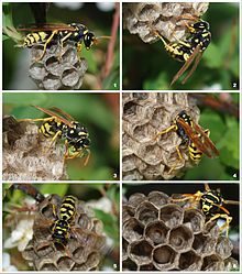 220px-wasp_colony-9002808