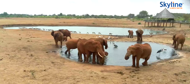 live_cam_kenya_-_tsavo2_east_national_park-9751152