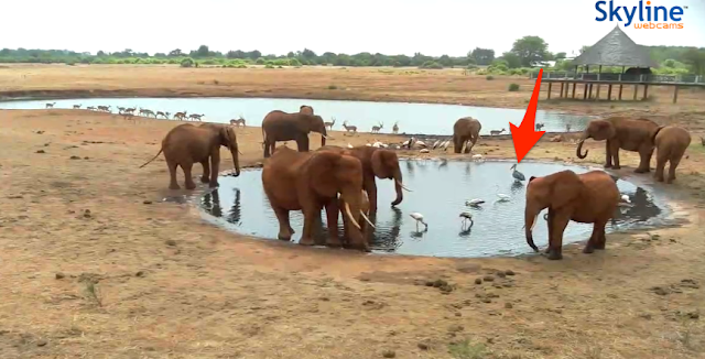 live_cam_kenya_-_tsavo_east_national_park-1815316