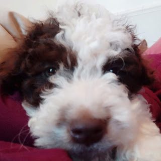 img_20190417_082349_592-6459405