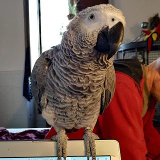 img_20190519_085216-01-8901294