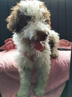 img_20190523_160645-2038116