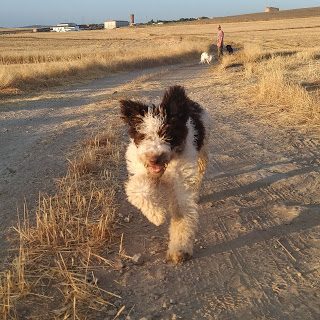 img_20190707_082638_991-6290648