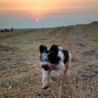 img_20190721_084936_605-2676890