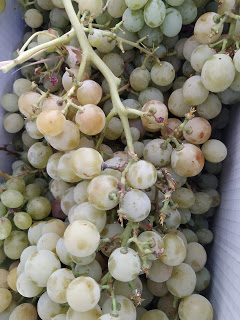 img_20190818_105528-7940284