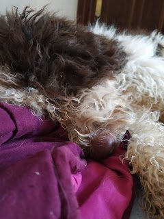 img_20190818_133145-5286197