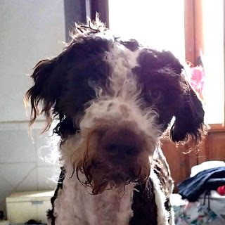 daisy-haircut-1499563