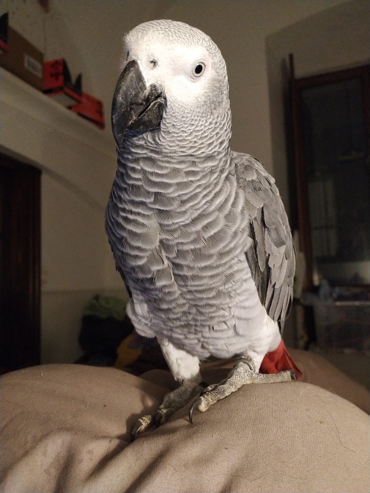 1575456036522265-0-2979908