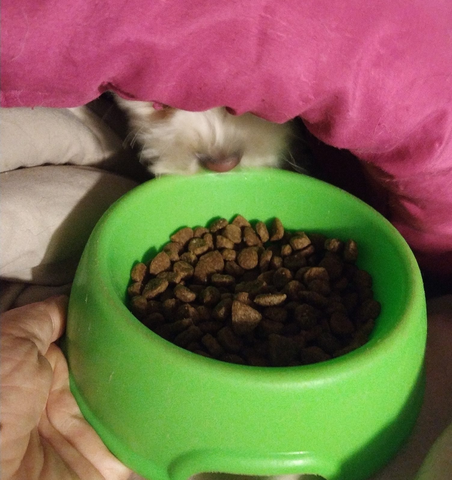 1578296312862928-0-5328467