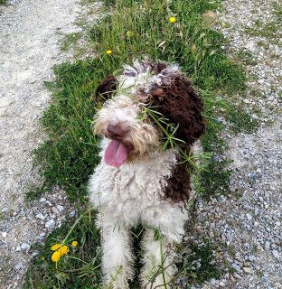 img_20200419_174415-4962377