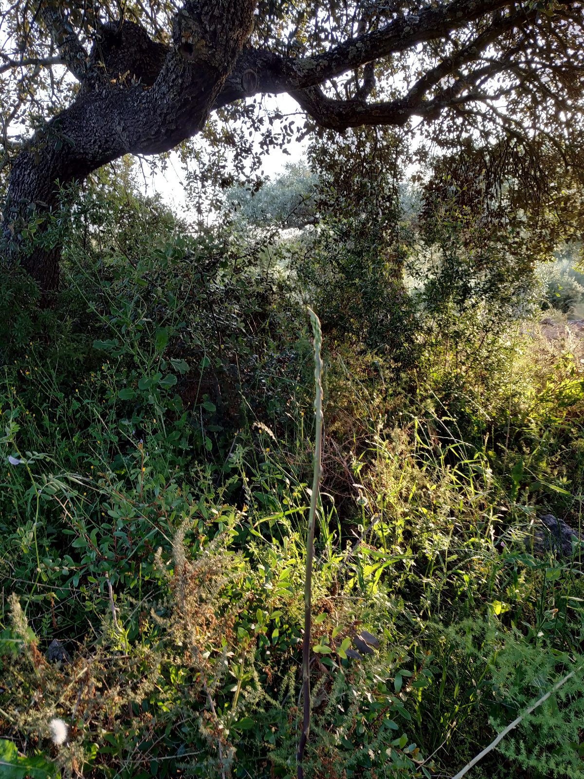 1588490855257535-1-2047687